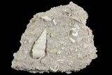 Eocene Fossil Gastropod (Sigmesalia) - Damery, France #73824-1